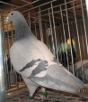 110937img_1268ach.jpg