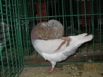 17190969.gar.hol.n09.jpg
