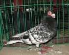 182516112.bag.czes.n09.jpg