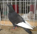 184659112.bud.b-lot.kie09.jpg