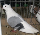 20214483.mew.fland.n09.jpg
